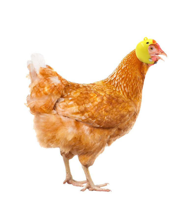 Helmet For Pet Chicken